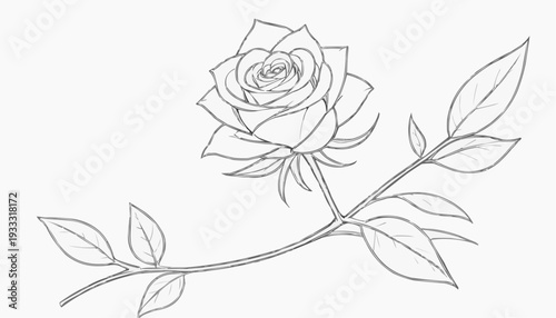 Elegant rose line drawing for coloring with long stem and leaves, copy space
