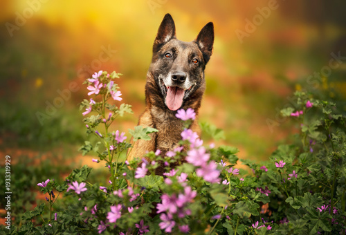 Foto Belgian Malinois Dog Sitting Among Purple Spring Flowers at Sunset Looking at Ca