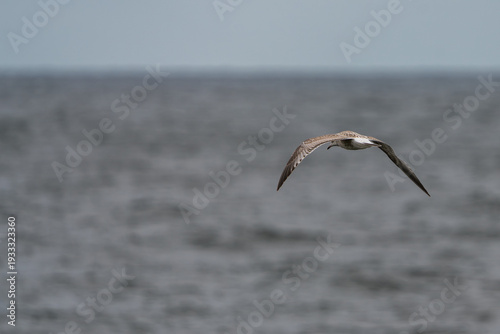 Young gull flying above the sea