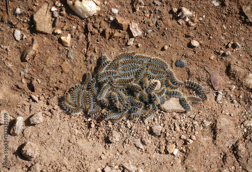 Wallpaper Mural group of caterpillars huddled together on the ground Torontodigital.ca