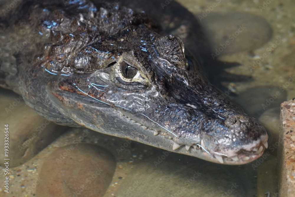 Obraz premium Dwarf caiman crocodile