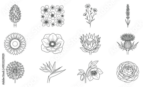 Detailed Botanical Flower Illustration Set for Nature Art, Floral Design, Greeting Cards, and Garden Publication Use
