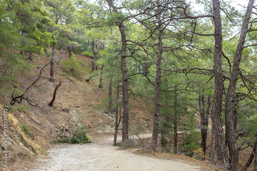 Fototapeta premium Dirt road winding through a green pine forest. Path in a natural landscape, leading uphill between trees. Concept of exploration and adventure.