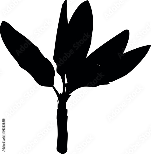 Black silhouette of banana palm on white background