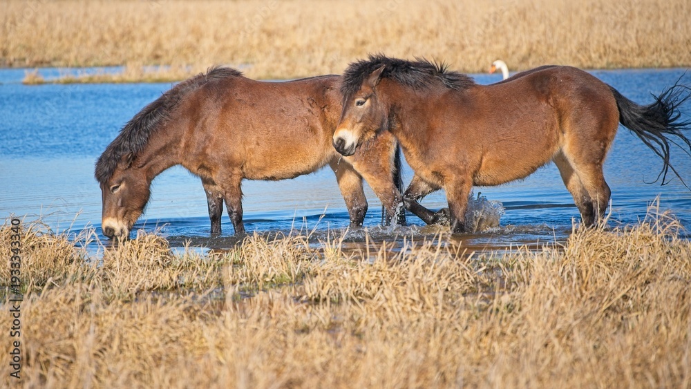 Fototapeta premium two exmoor ponies wade in a pool