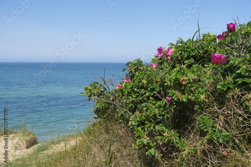 An der Steilküste von Ahrenshoop blühen im Sommer gerade die Kartoffelrosen (rosa rugosa). Daneben wachsen Gräser im Sand. Unten ist die ruhige Ostsee vor der Halbinsel Fischland zu sehen.