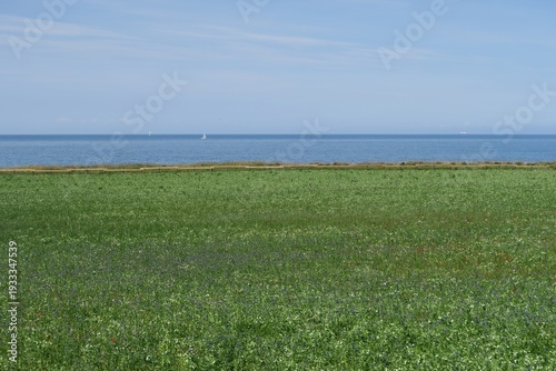 In Ahrenshoop ist hinter einer Wiese die Ostsee zu sehen. Auf der Halbinsel Fischland ist an dieser Stelle eine Steilküste. 