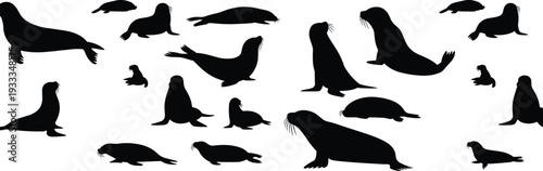 Sea lion and seal silhouettes set isolated on white background, marine mammal collection in multiple poses swimming, resting and sitting vector illustration
