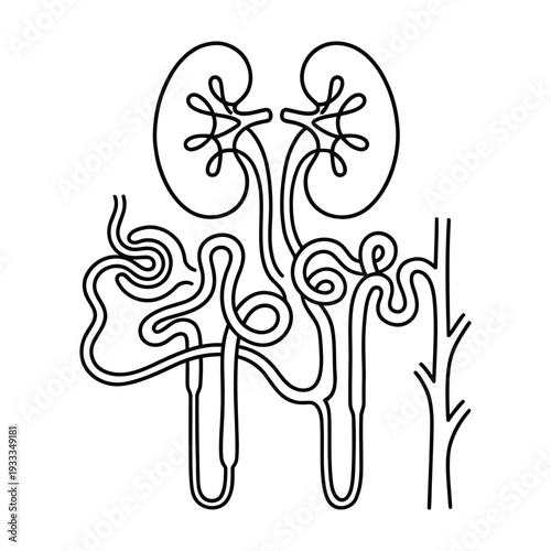 Illustration of human kidneys and nephrons, showing internal structure in a minimalist line style.