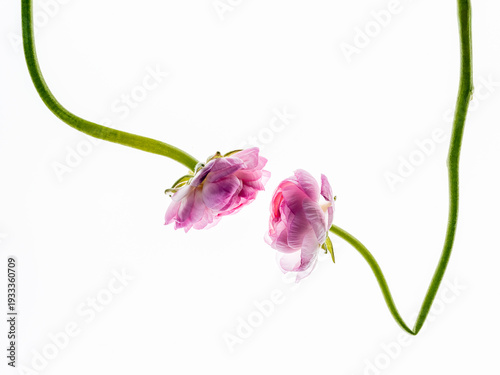Ranunculus With Long Stems Hanging Against White Background