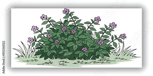 A lush, vibrant Lantana bush, centered in the frame, is depicted against a transparent background. The bush displays an abundance of small, clustered purple flowers and verdant green leaves, creating 