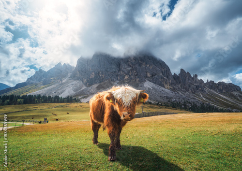 Scottish Highland cow stand...