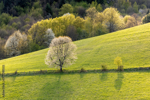 Blooming tree on the slope of a green hill in early spring.