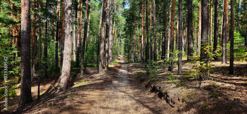 country road in the forest