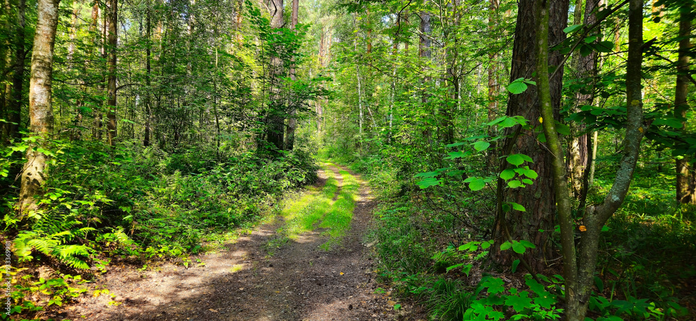 Fototapeta premium country road in the forest