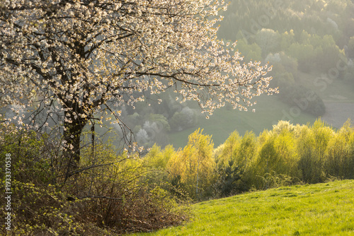 Blooming tree on a warm spring day.