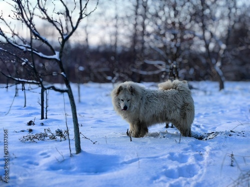 Samoyed dog. Happy dog on a sunny winter day playing in snow