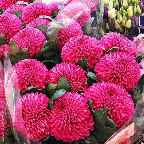 Vibrant magenta pom-pom flowers in bouquets for sale