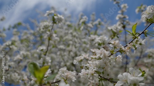 Camera movement past cherry branches covered with white flowers in spring. Flowering in the garden, as optimism of life and exploration of flora through approaching plants.