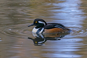 Hooded Merganser drake in Idaho photo