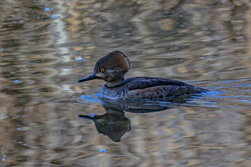 Hooded Merganser female in Idaho photo