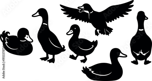 Silhouette vector set of six ducks in varied poses close up white background black shapes flying standing swimming looking away