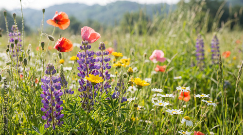 Colorful wildflowers blooming in a sunny field during summer  