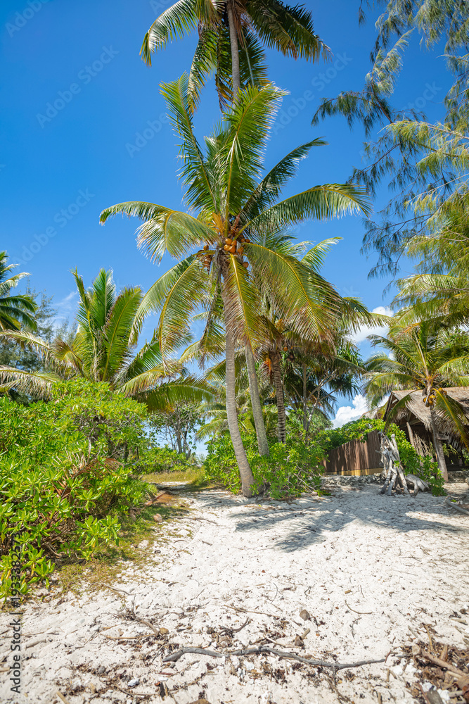 Obraz premium Végétation tropicale accès plage en Polynésie