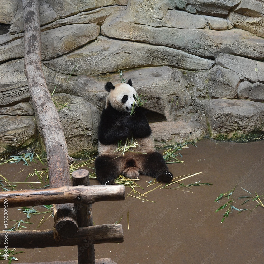 Fototapeta premium Panda géant, Bamboo Bear (Ailuropoda melanoleuca) assis se nourrissant en captivité.