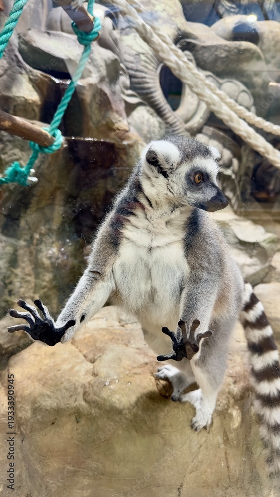 Fototapeta premium The lemur leaned its paws on the glass, turning away from the screen 