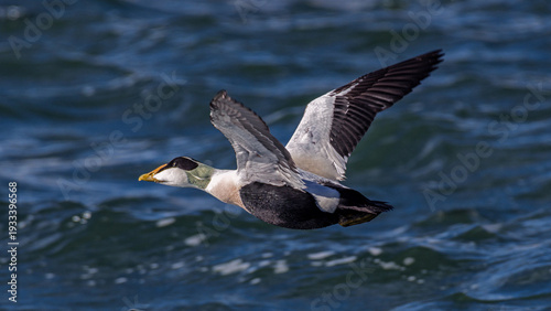 A photo of a male eider duck in flight at Burghead Harbour, capturing the serene beauty of this coastal bird.
