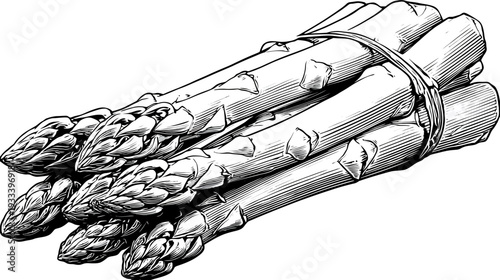 A monochrome illustration of a fresh, tied bundle of asparagus spears, with detailed hatching