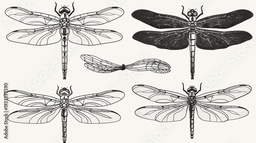 Detailed illustration of dragonflies in varied positions, in monochrome style. Shows the insect's features