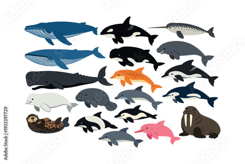 Grouping different marine mammals and aquatic animals including whales, dolphins, seals, and walrus