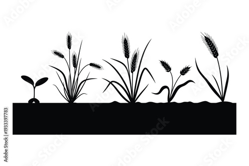 Wheat Growth Stages from Seedling to Harvest