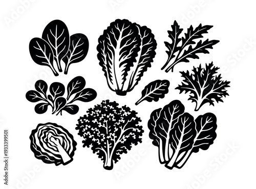 Set of various fresh leafy green vegetables: spinach, kale, lettuce, cabbage, and swiss chard for healthy food and diet