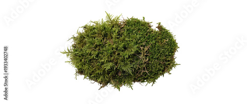 Tableau sur toile Lush green forest moss patch texture on a transparent background