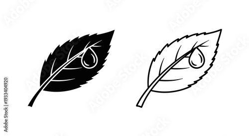 Two leaves with acorns Vector