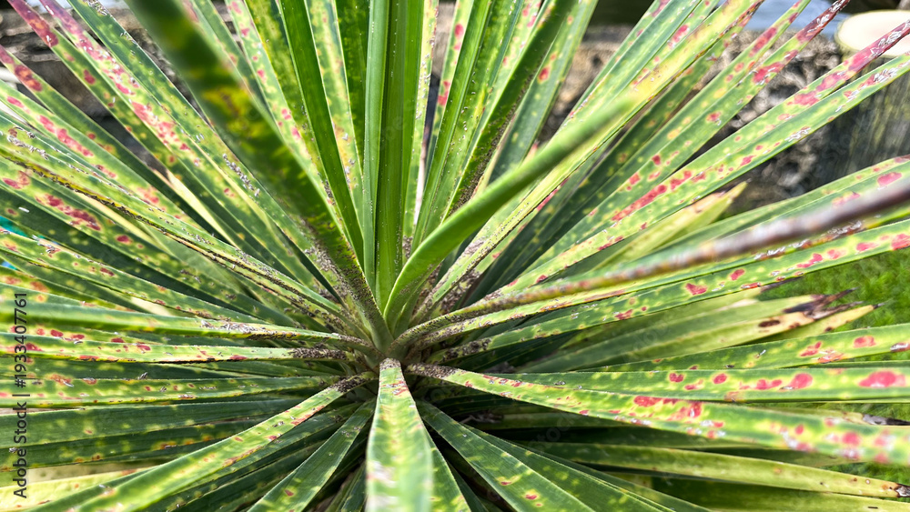 Fototapeta premium Close Up of Plant Leaves Infected with Fungal Spots and Pests