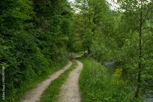 Winding dirt road through a lush green spring forest next to a mountain stream