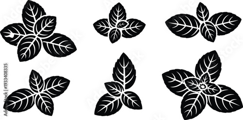 Basil and mint leaf silhouette collection, fresh herbal botanical icons, organic spicy kitchen herbs vector set, green foliage.