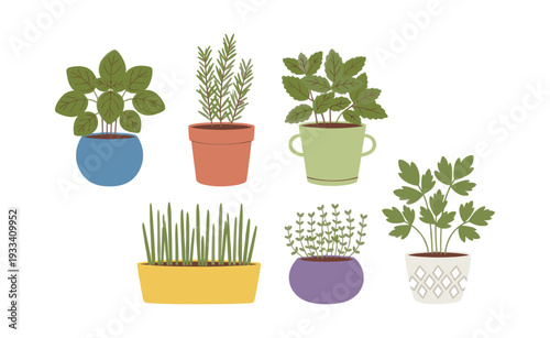 Various potted fresh green aromatic culinary herbs like basil, rosemary, mint, chives, parsley, and thyme, growing indoors