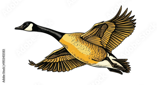 Canada Goose Flying Isolated White Background Illustration
