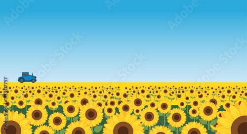 Tractor driving through a vibrant sunflower field under a clear blue sky