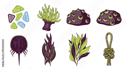 Nautical Vector Icon Set with Horseshoe Crab, Sea Anemone, Seaweed, Barnacles, and Braided Rope Knot on White Background for Marine Biology