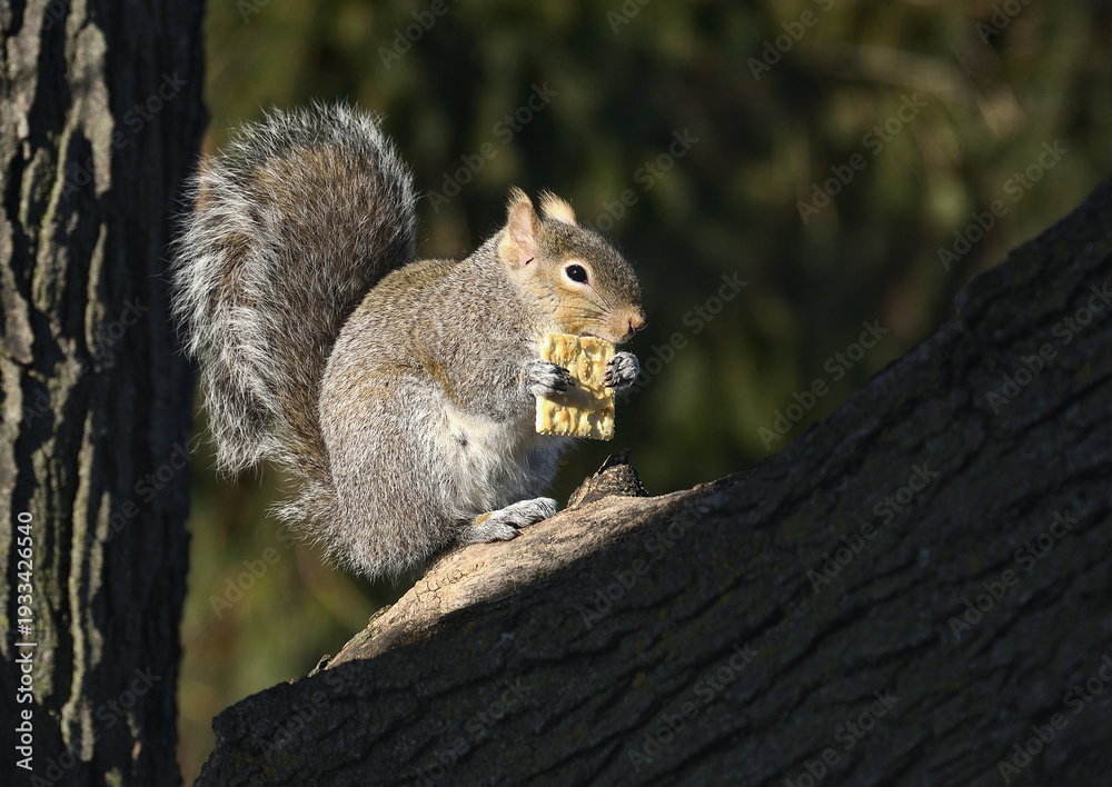 Obraz premium Curious Squirrel Perched on a Tree Branch Enjoying a Cracker with Bushy Tail Raised Against a Soft Blurred Woodland Background