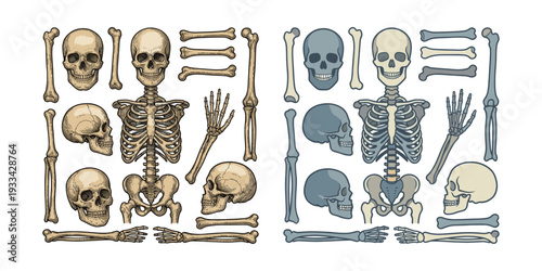 Human skeletal system set with skulls, ribs, pelvis, and bones, illustrating anatomy for education and spooky themes