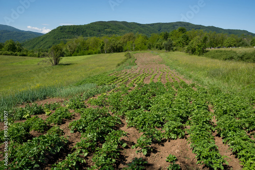 Lush green rows of potato plants growing in a rural agricultural field