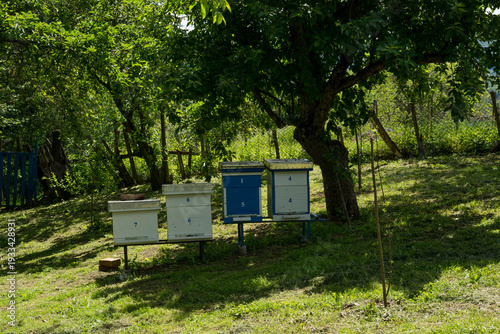 Row of traditional wooden beehives in the shade of an old apple tree in a rural spring garden