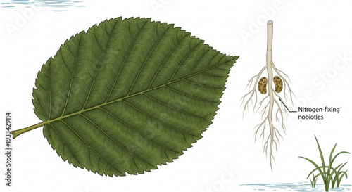 Detailed botanical illustration of green leaf and plant roots with nitrogen fixing nodules on white background with subtle water texture